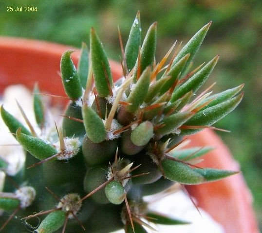 Cylindropuntia_prolifera _09